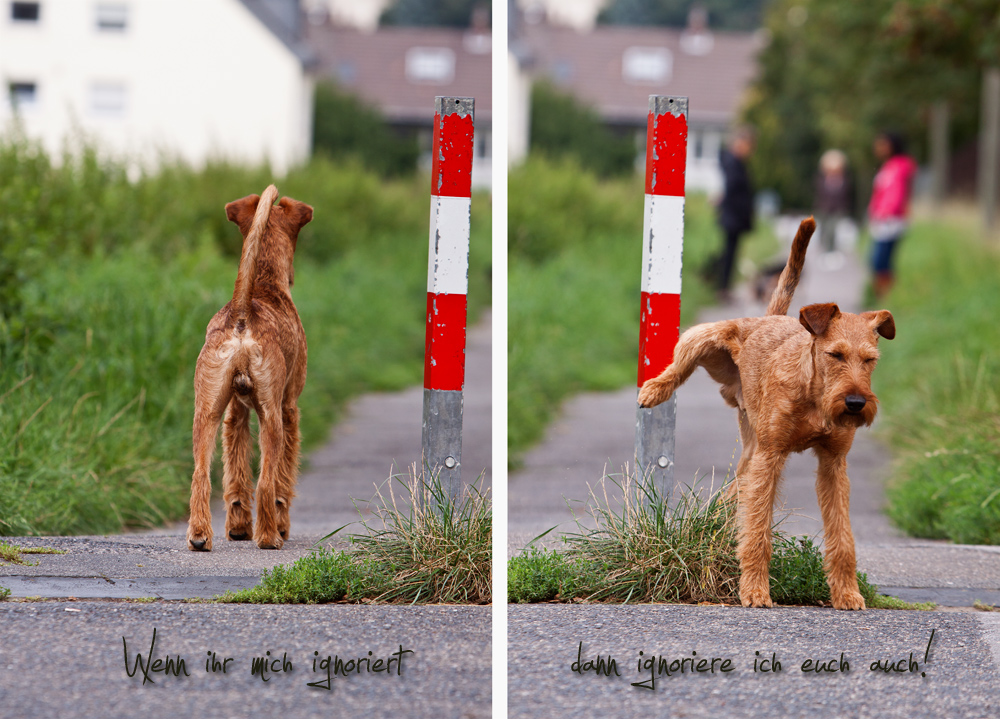 Der Irish Terrier....