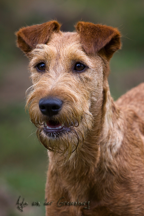 Der Irish Terrier