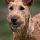 Der Irish Terrier