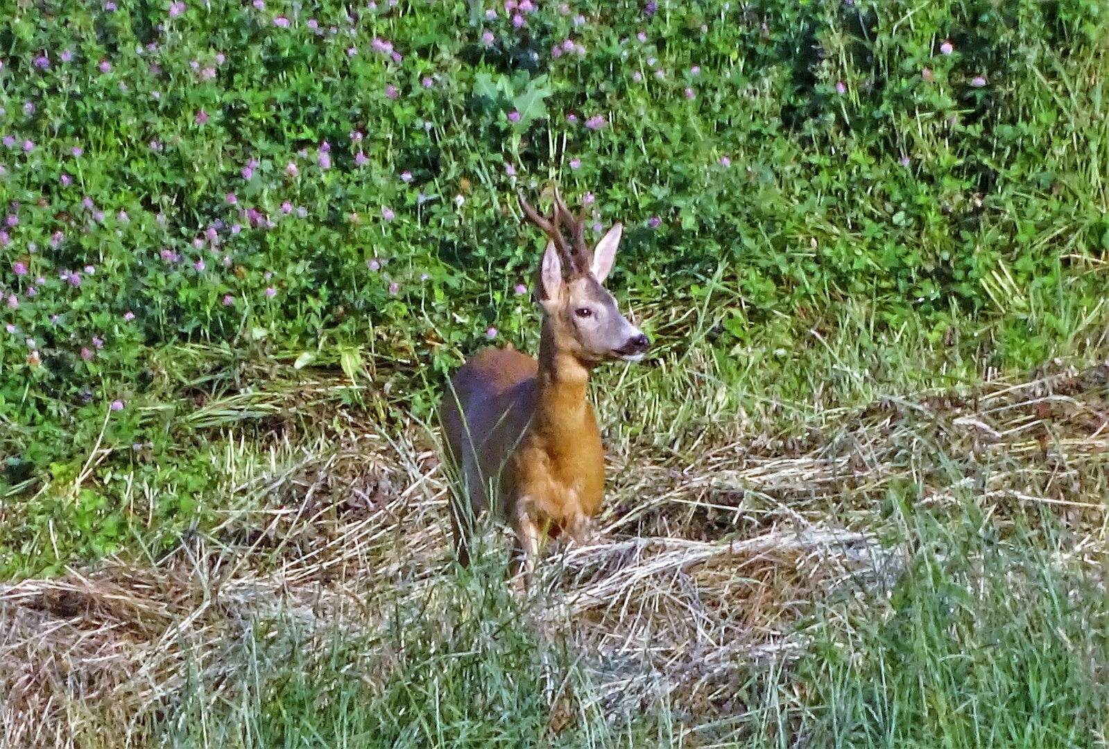 Der ist Bock und hat Bock