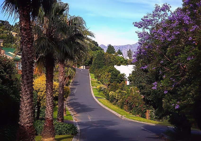 ..... der Jacaranda blüht ....