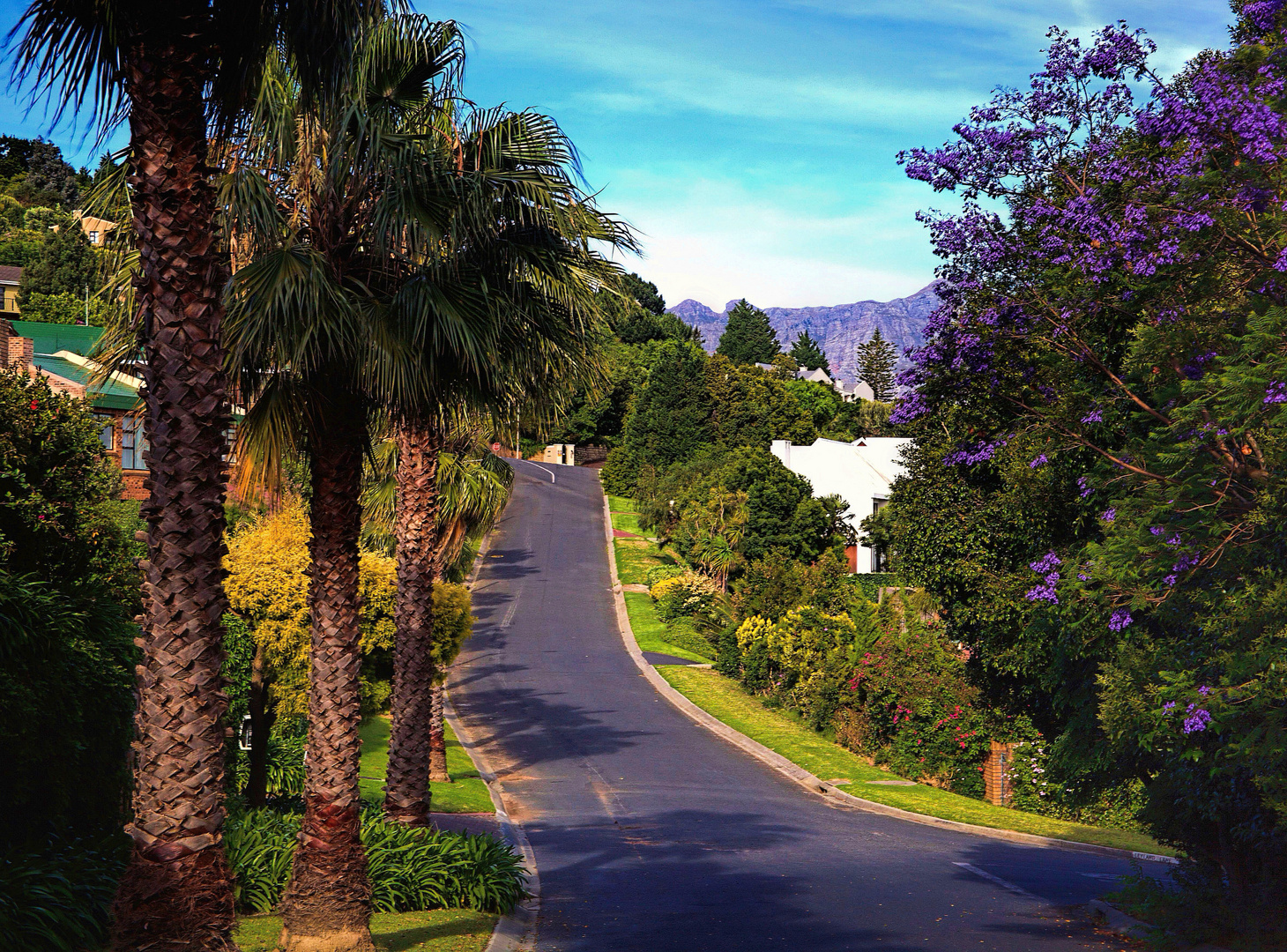 der Jacaranda blüht in Sommerset West Südafrika ......