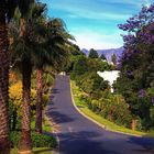 der Jacaranda blüht in Sommerset West Südafrika ......