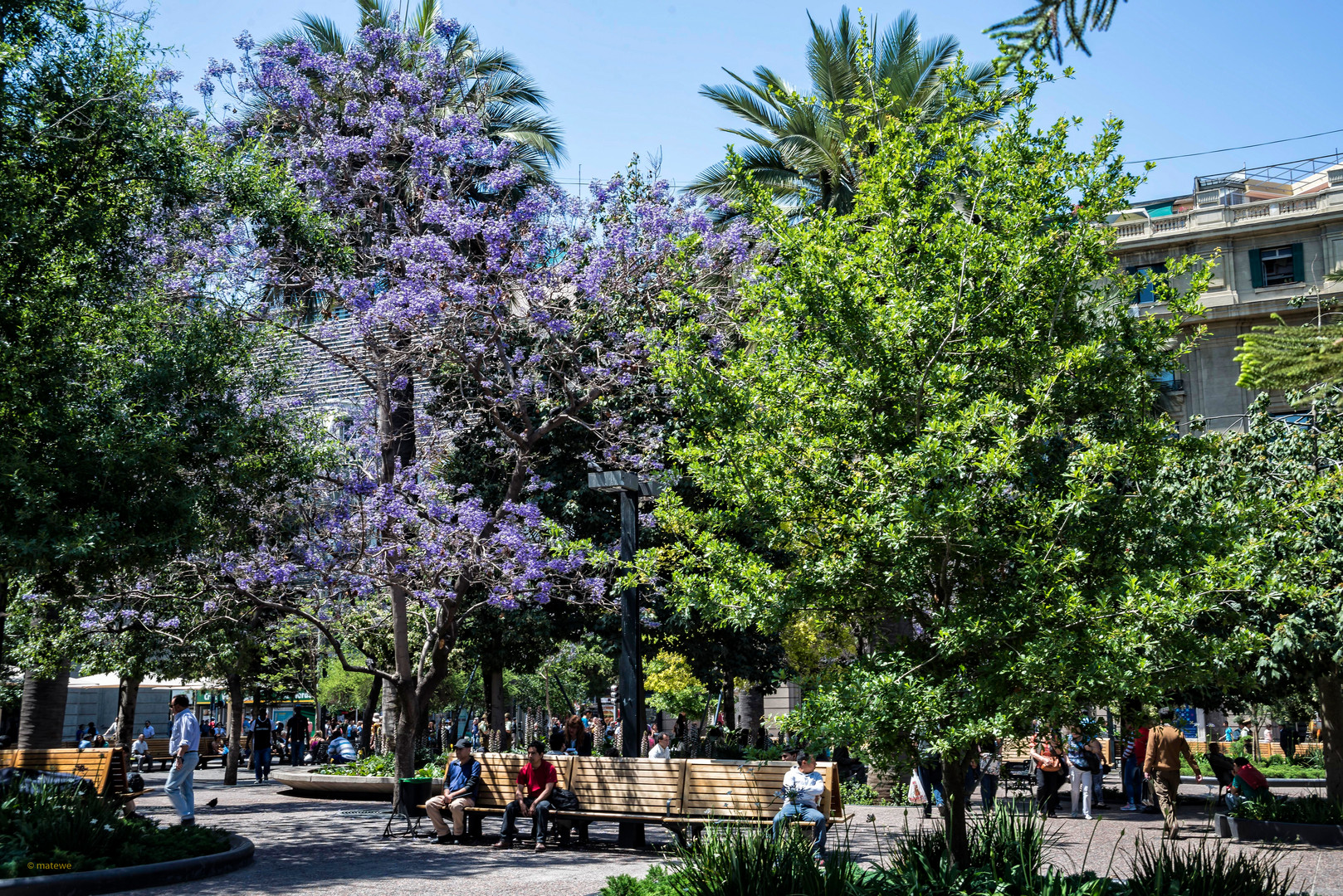 der Jacarandabaum