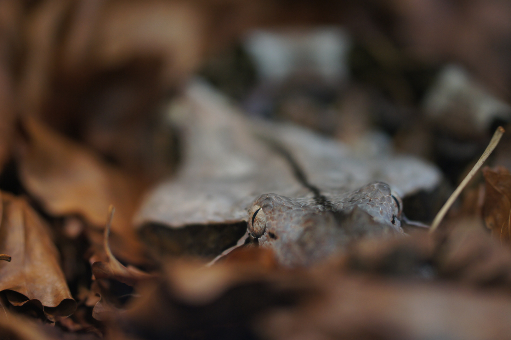 Der Jäger Foto & Bild tiere, zoo, wildpark & falknerei, amphibien