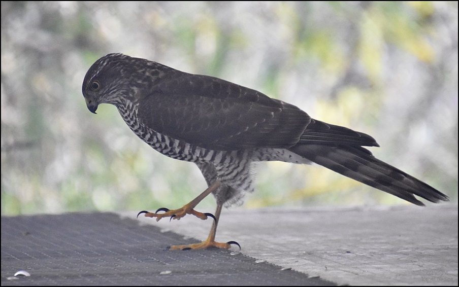 Der Jäger... Foto & Bild tiere, wildlife, wild lebende vögel Bilder
