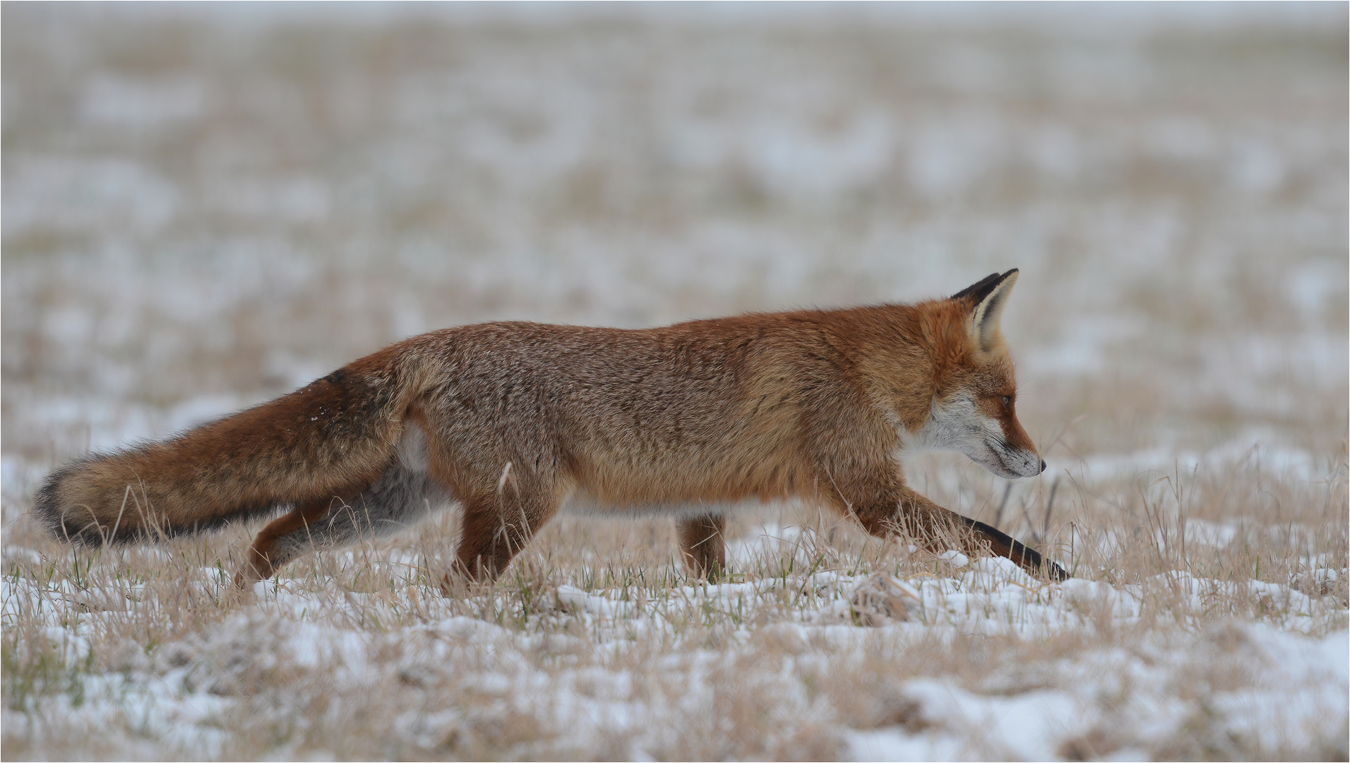 Der Jäger Foto & Bild tiere, wildlife, säugetiere Bilder auf