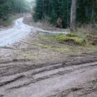 Der Jäger in dem grünen Wald, der sucht des Tierleins Aufenthalt - ...