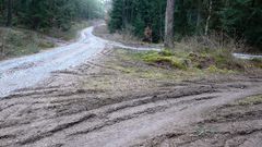 Der Jäger in dem grünen Wald, der sucht des Tierleins Aufenthalt - ...