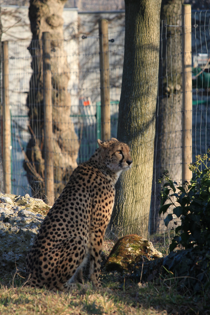 der Jäger in der Abend Sonne