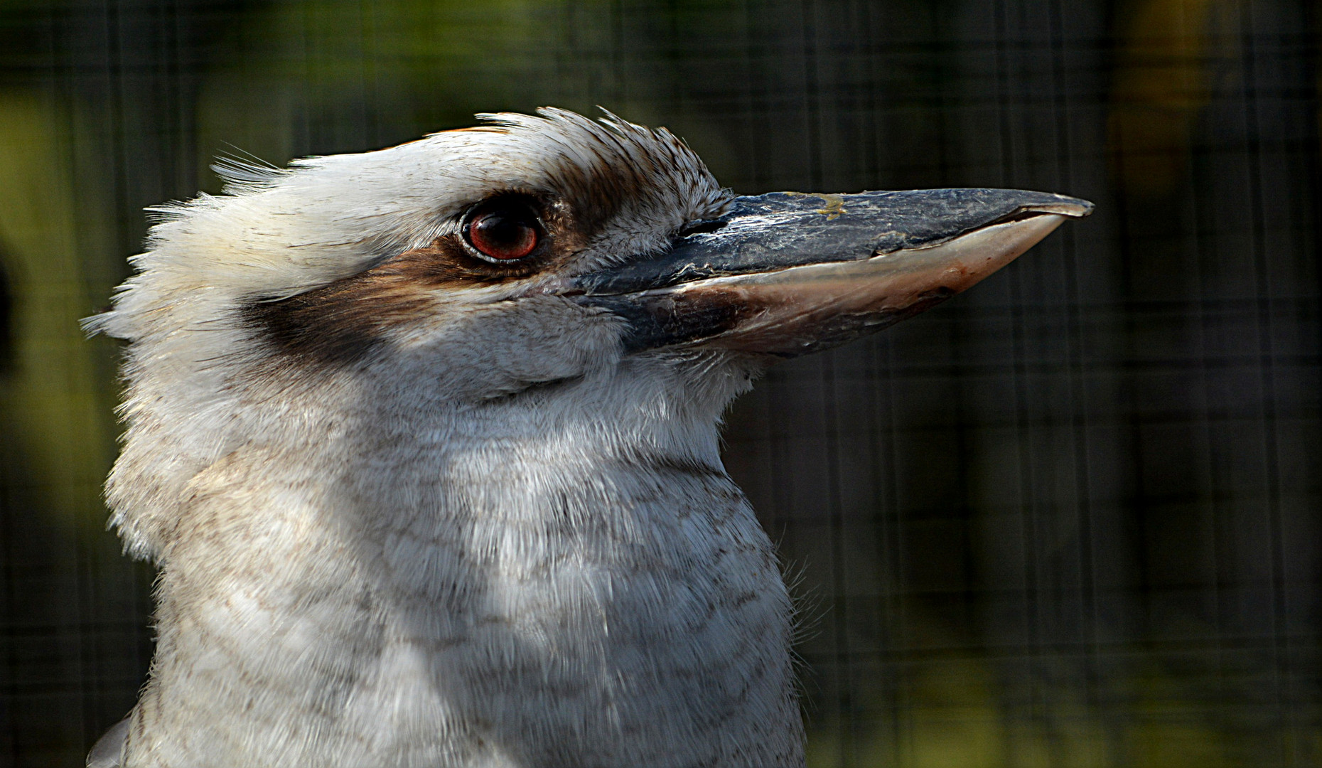 Der Jägerliest (Dacelo novaeguineae)