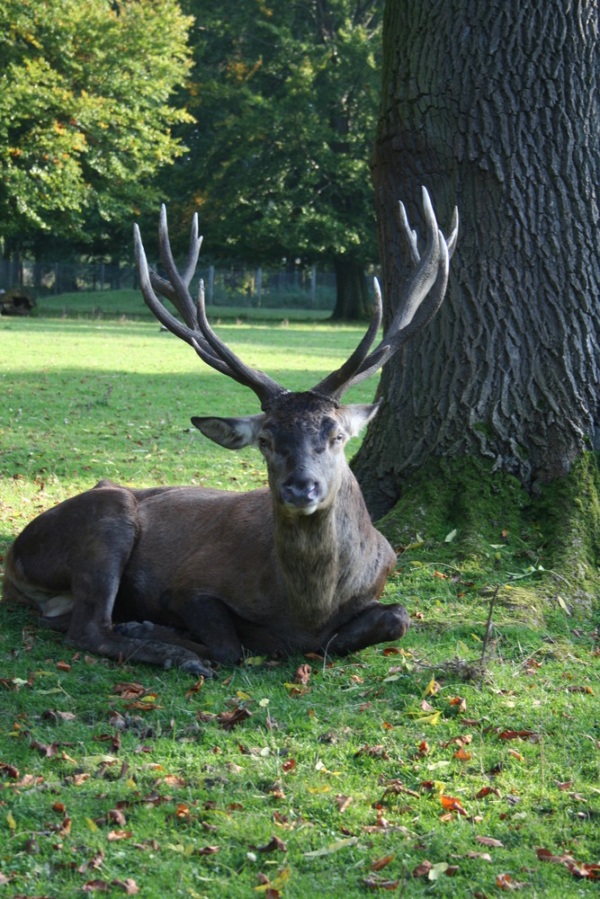 Der Jägermeister Hirsch