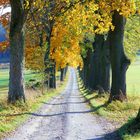 Der `Jägersteig`in Lauterbach (Erzgebirge) in Nähe des `Dörrhauses`