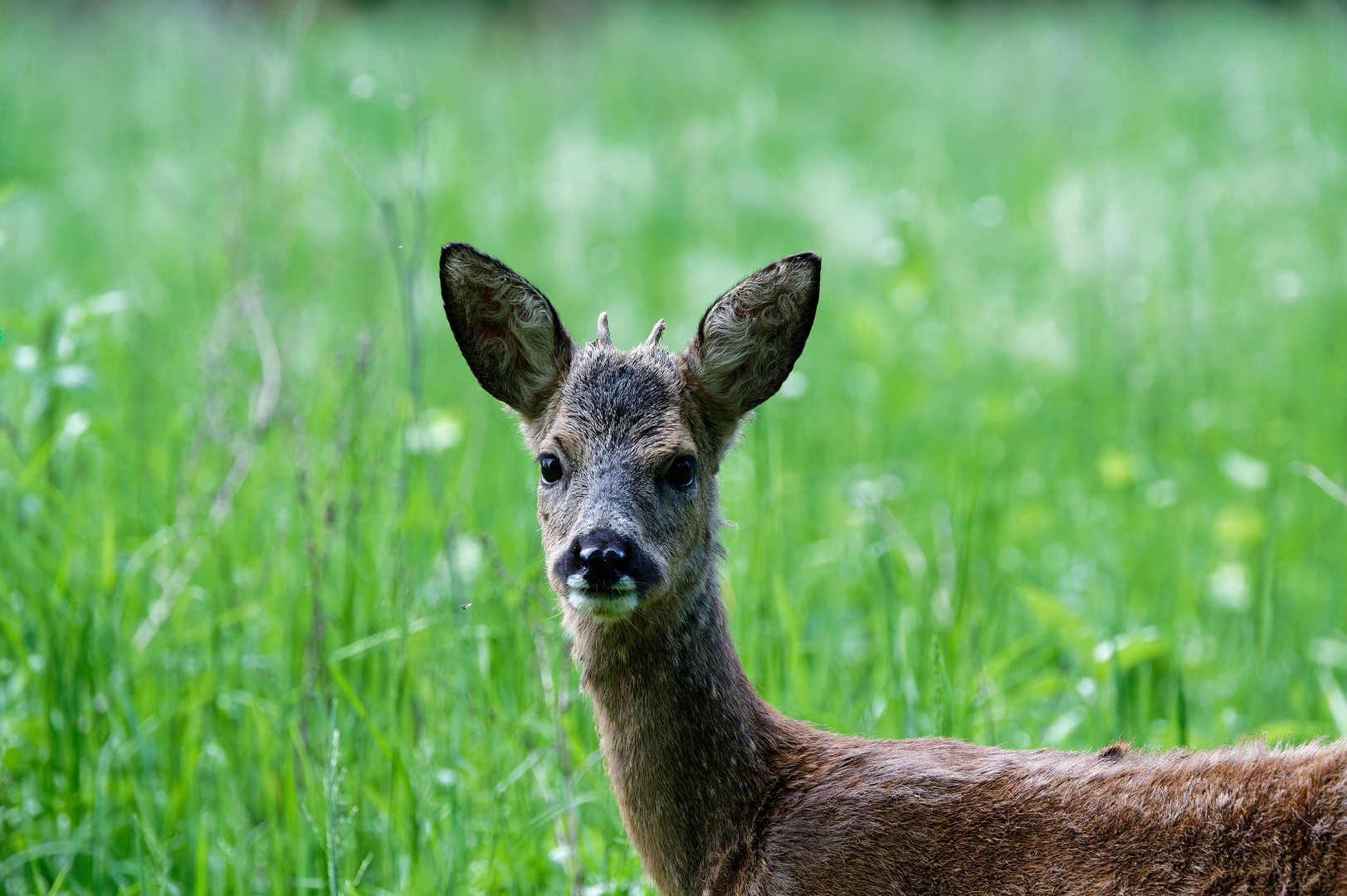 Der Jährling