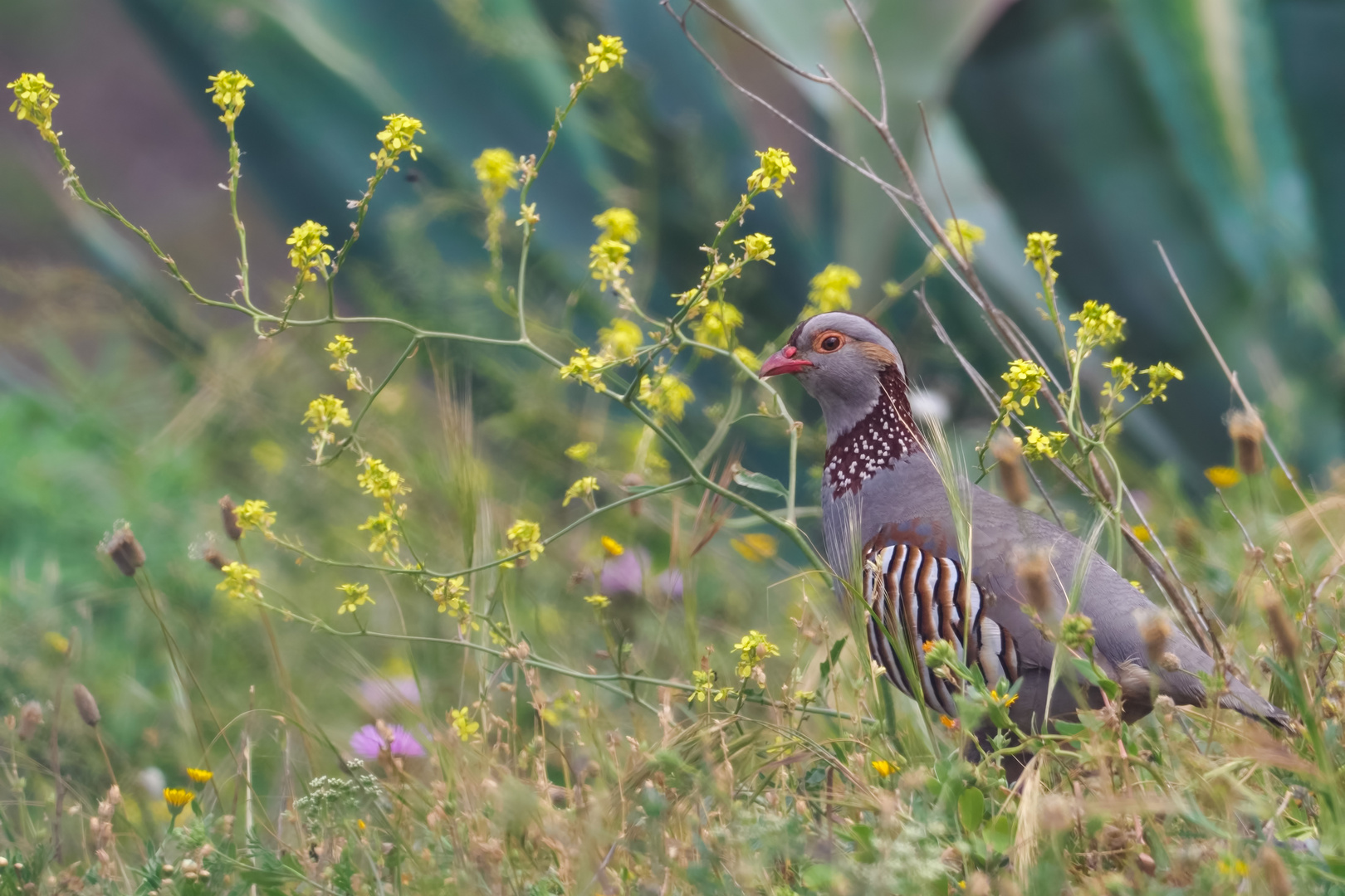 Der Jagd wegen eingeführt - Felsenhuhn