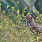 Der Jagd wegen eingeführt - Felsenhuhn