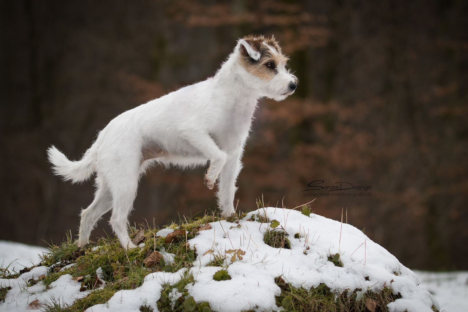 Der Jagdterrier