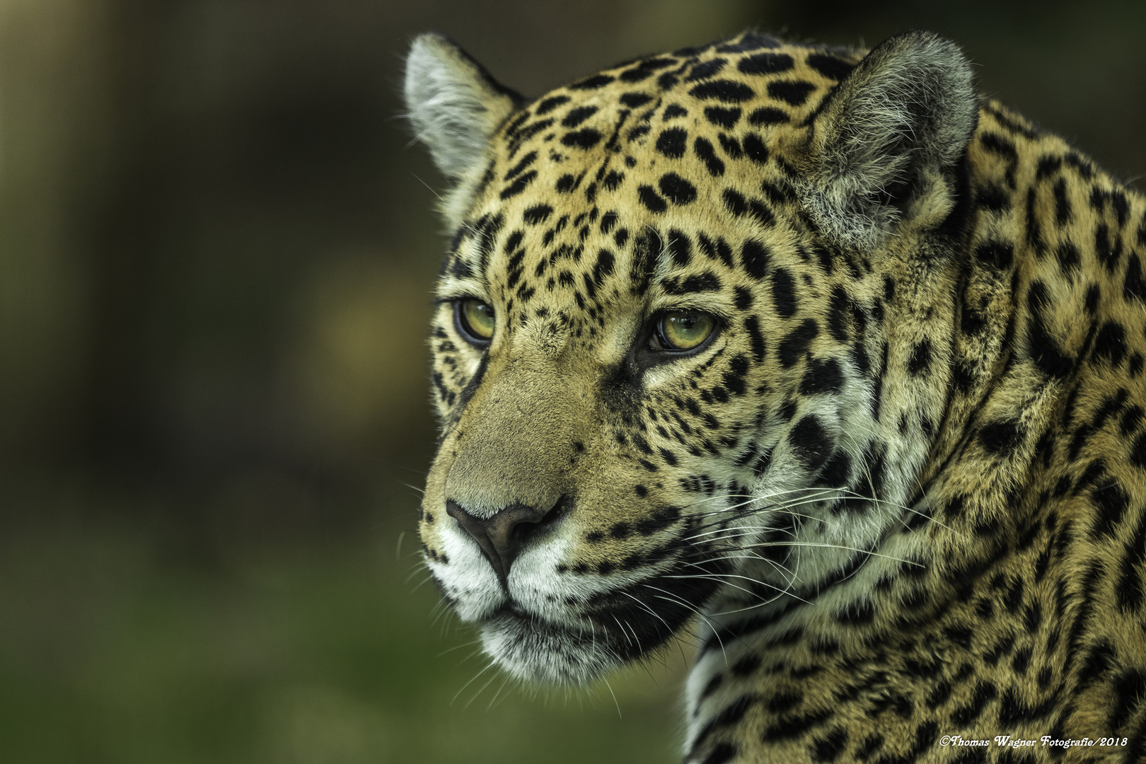 Der Jaguar (Panthera onca)