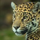 Der Jaguar (Panthera onca)