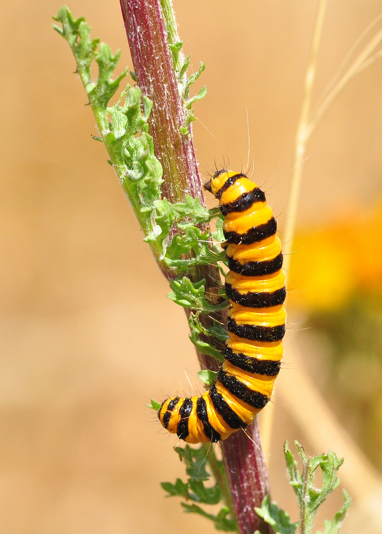 Der Jakobskrautbär (Tyria jacobaeae).....