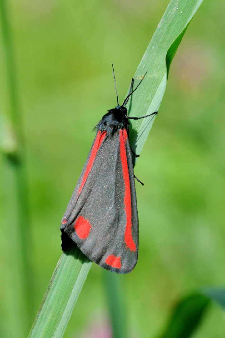 Der Jakobskrautbär (Tyria jacobaeae)