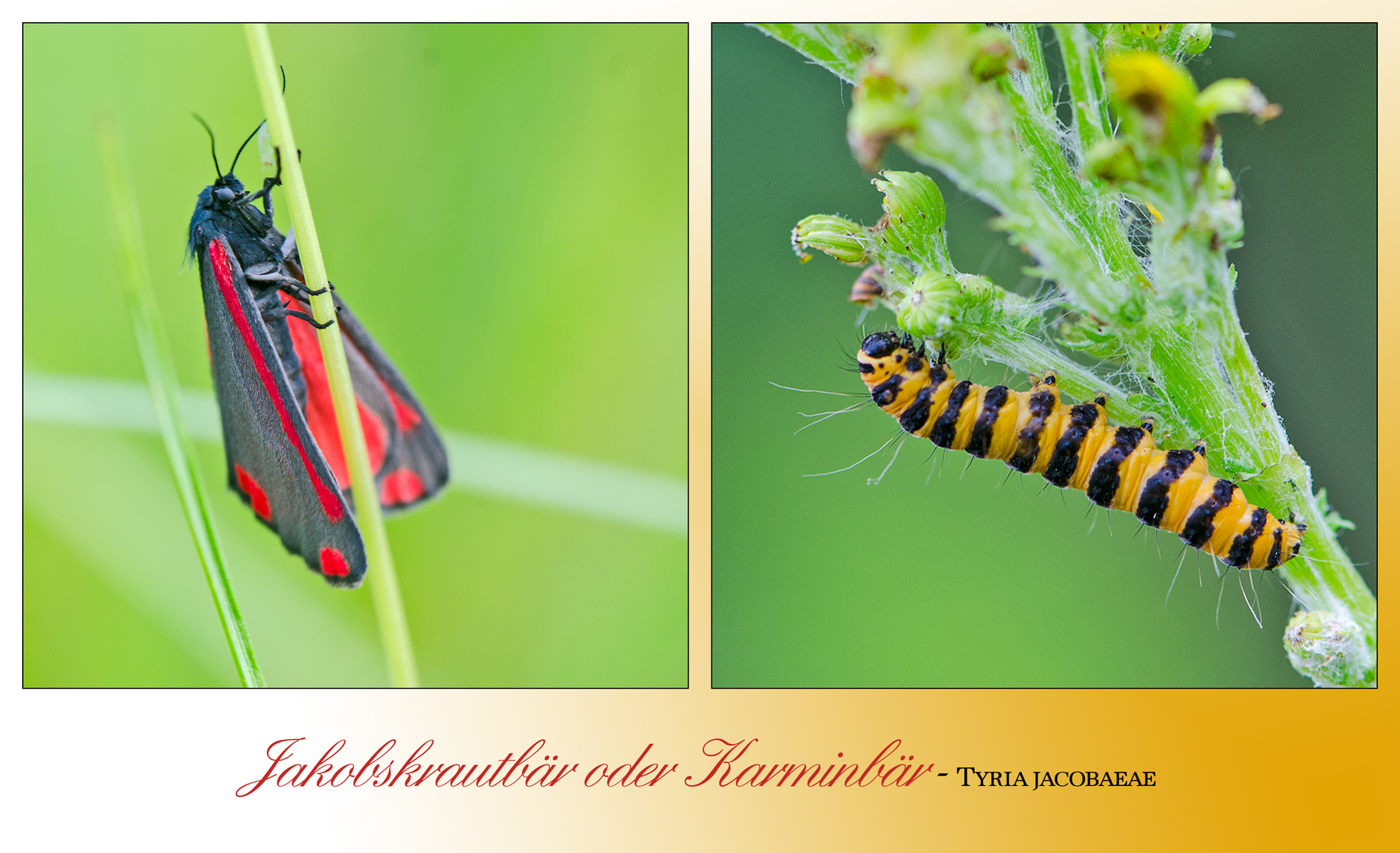 Der Jakobskrautbär  (Tyria jacobaeae) und seine Raupen . . .