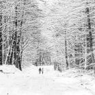 Der Januar- Winter in Nordwest-Mecklenburg (2)