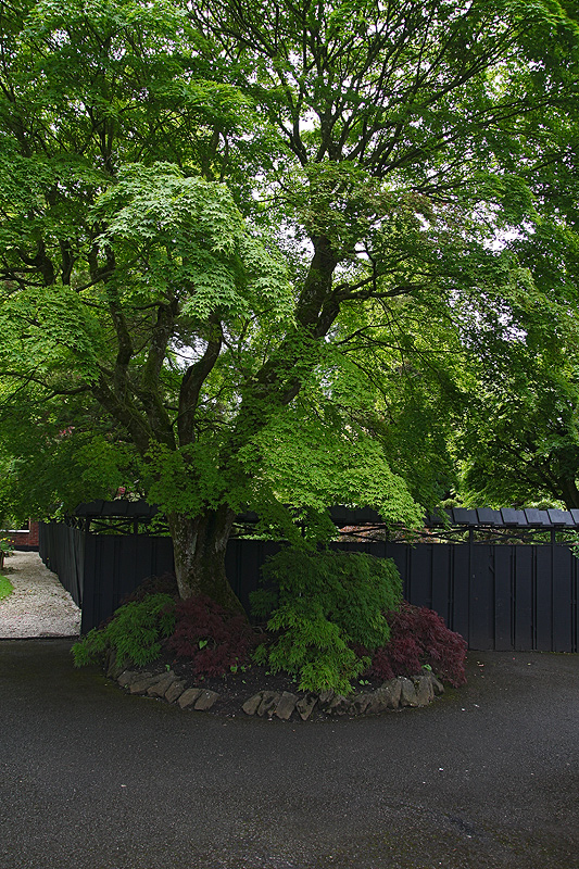 Der Japanische Garten....II...