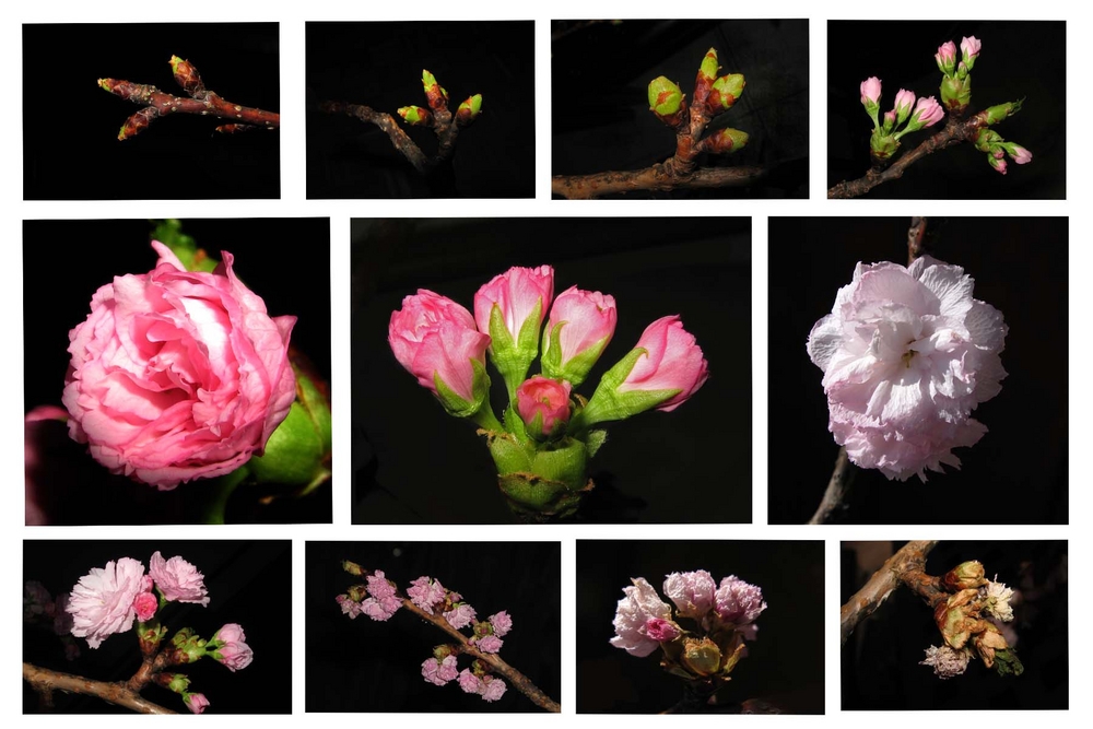 Der Japanische Kirschbaumblütenzweig