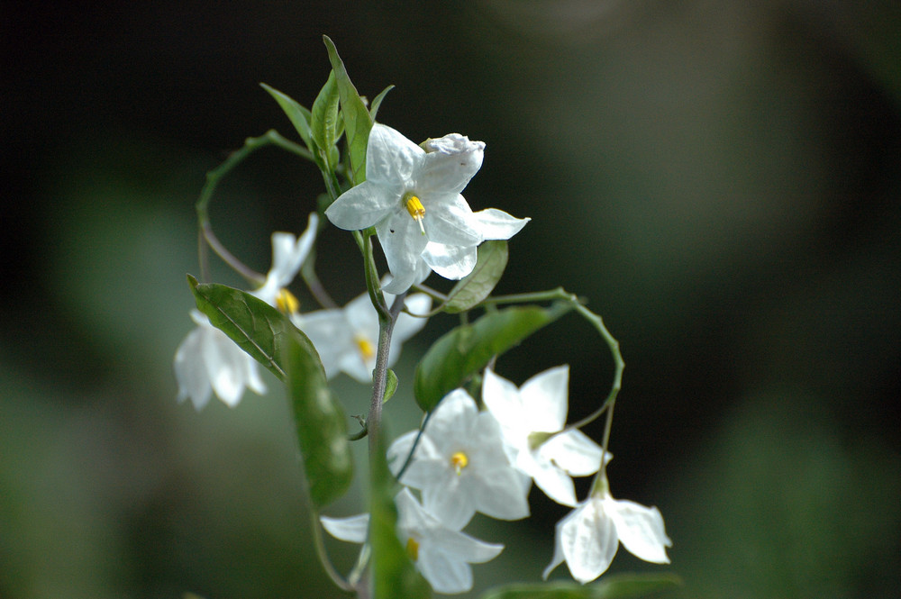 Der Jasmin auf meinem Balkon