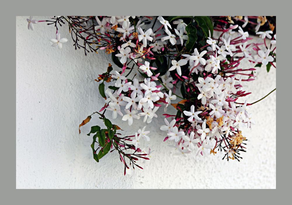 der Jasmin blüht Foto & Bild spanien, pflanzen, jasmin Bilder auf