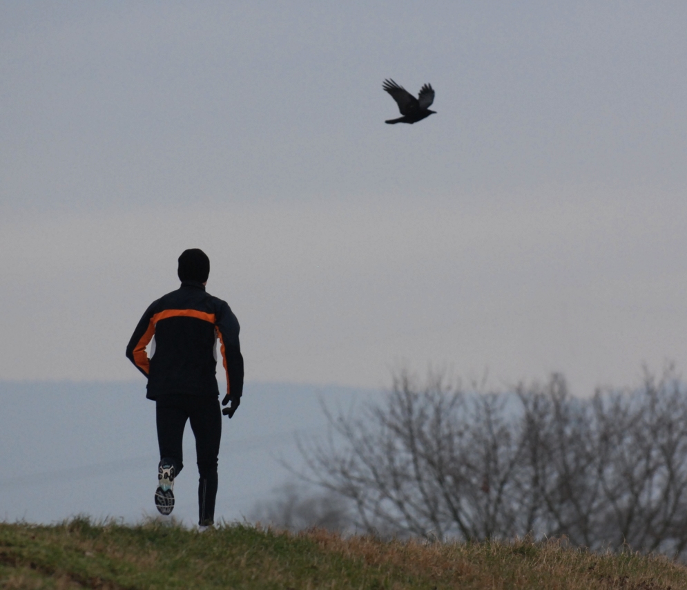 der jogger und die krähe