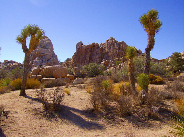 Der Joshua Tree Nationalpark im Westen der USA.