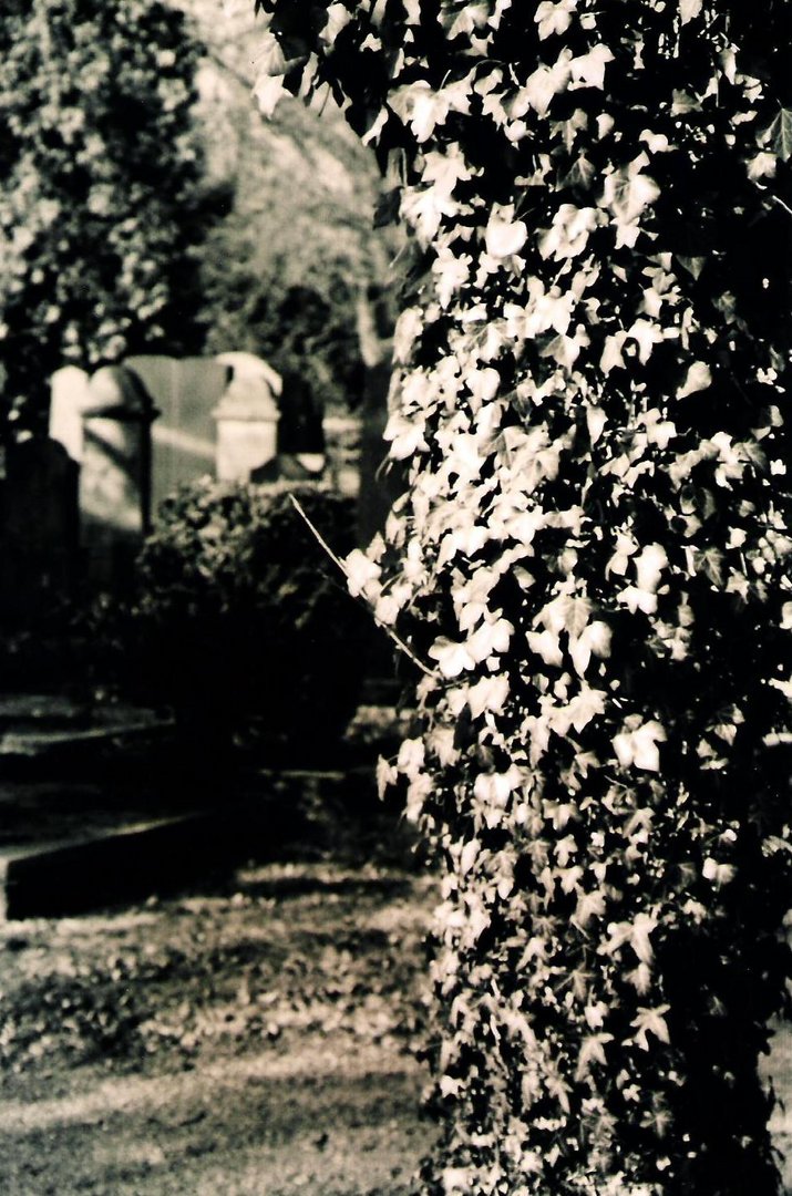 Der jüdische Friedhof in Neuss