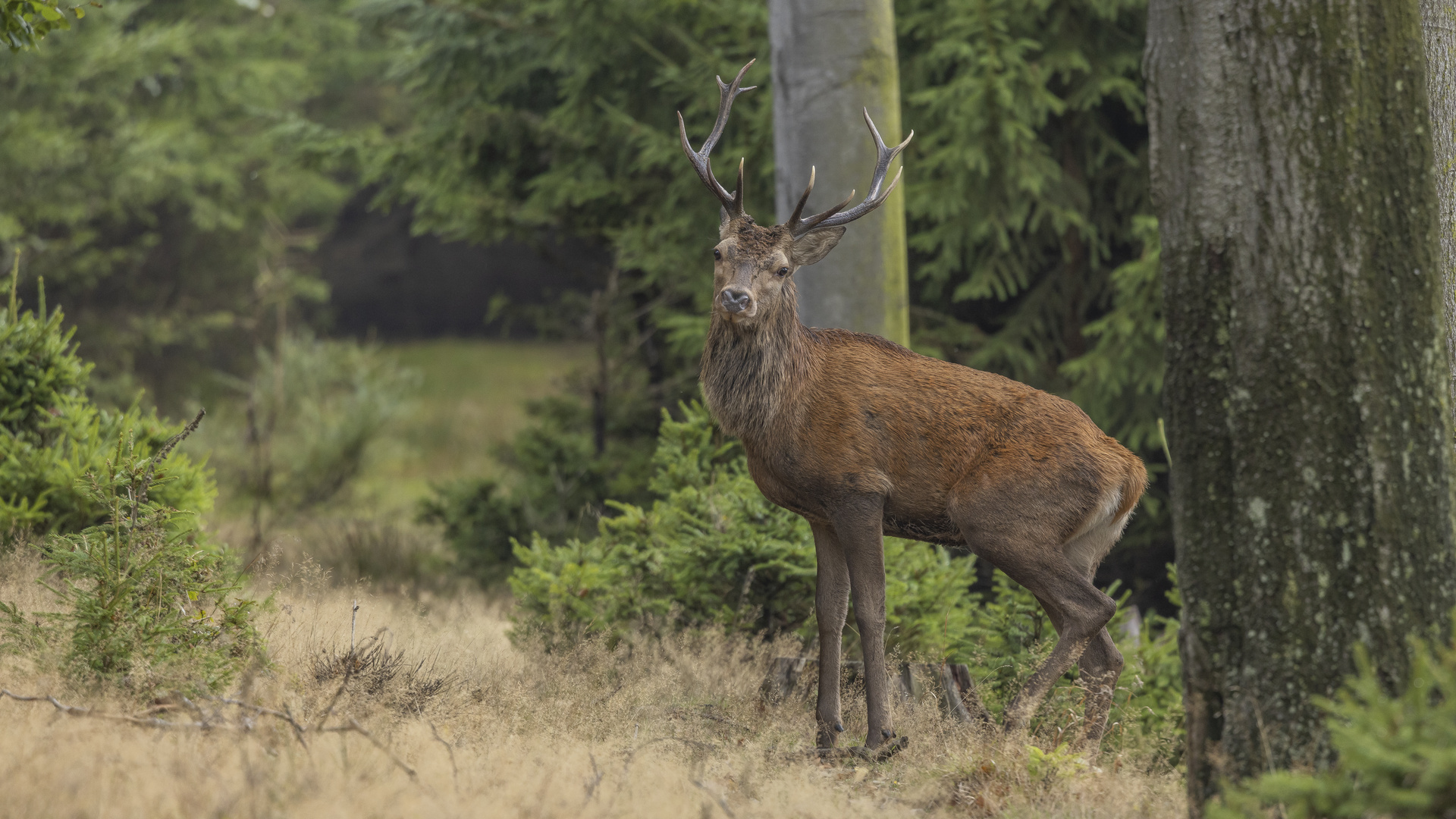 Der Jüngling Foto & Bild tiere, wildlife, säugetiere Bilder auf