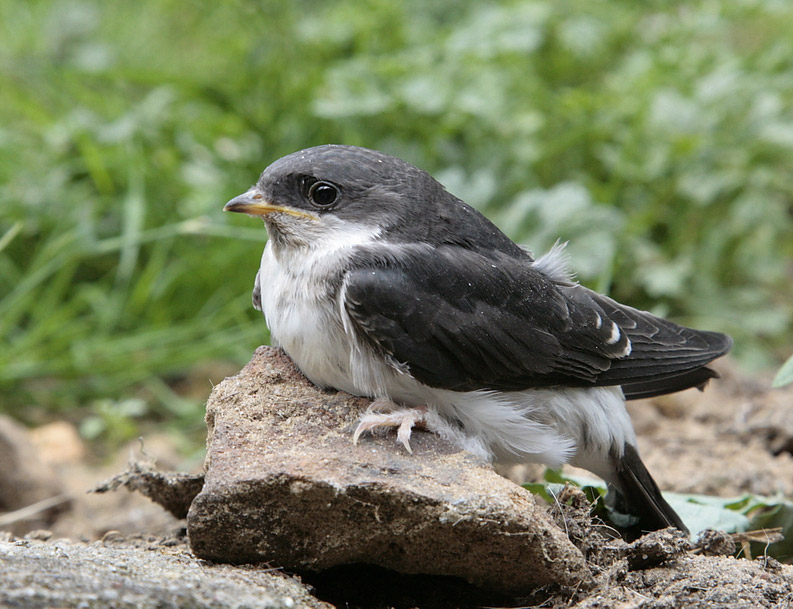 Der jüngste Fundvogel