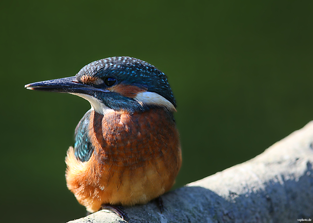 Der junge Eisvogel