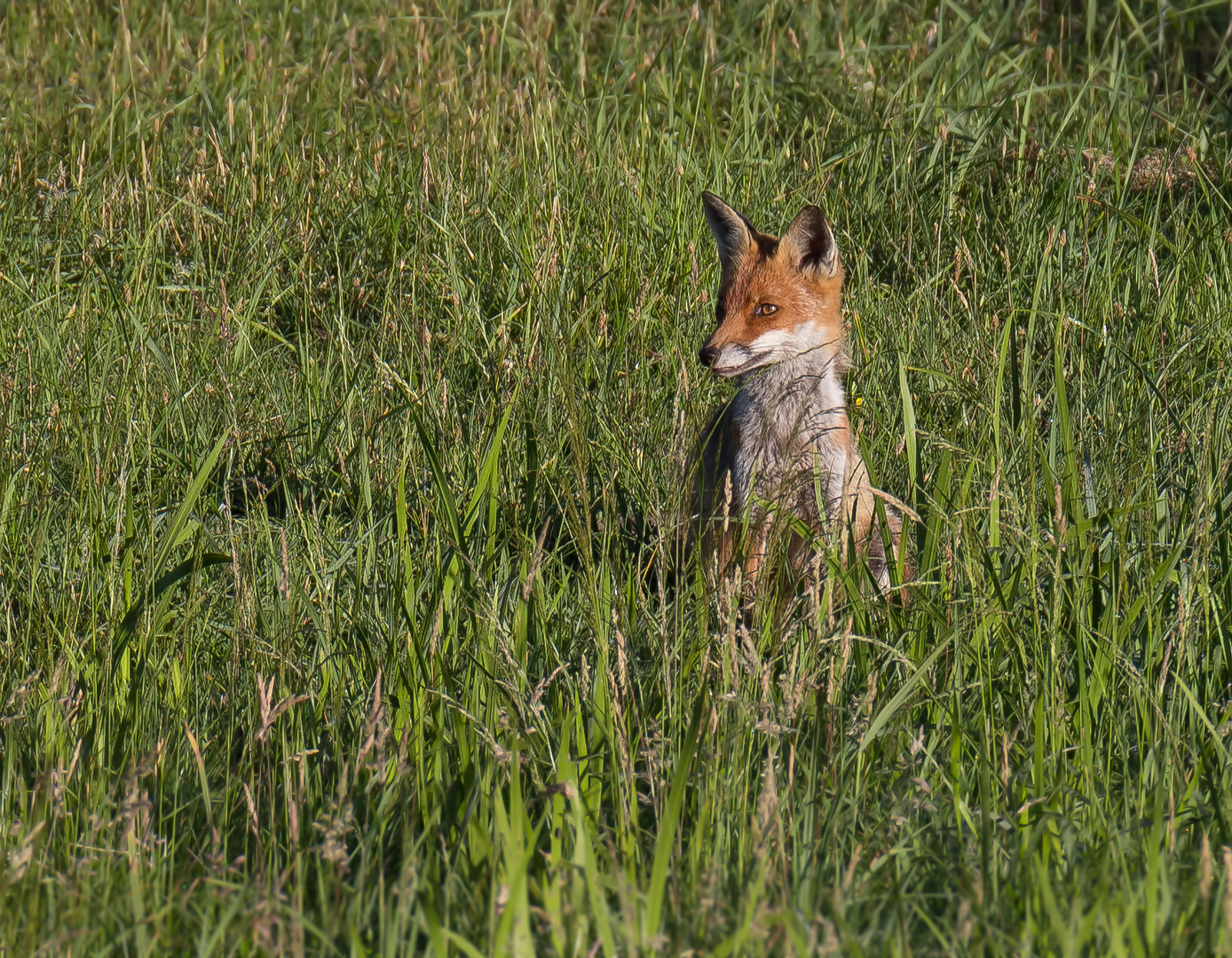 Der junge Fuchs ...