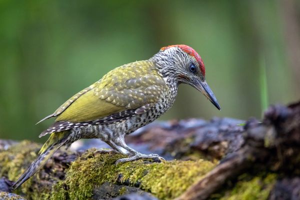 Der junge Grünspecht...