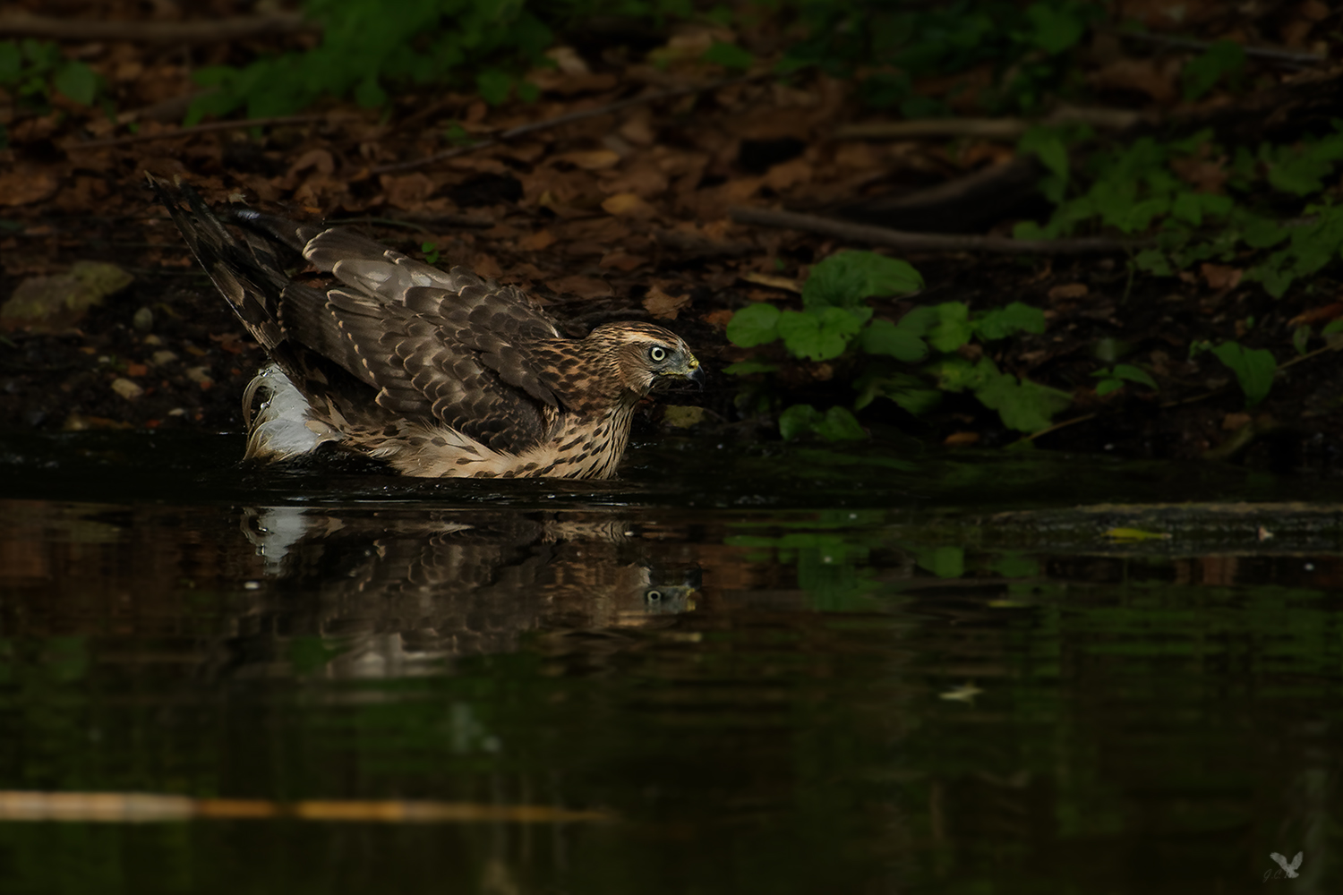 Der junge Habicht (Accipiter gentilis) ... die 2te ...