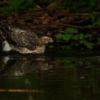 Der junge Habicht (Accipiter gentilis) ... die 2te ...