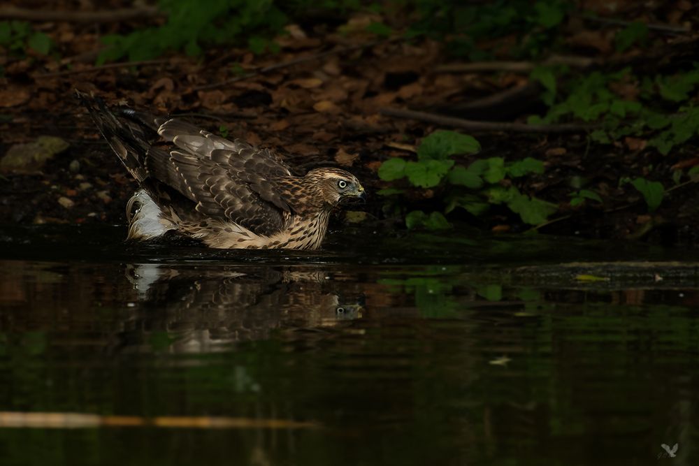 Der junge Habicht (Accipiter gentilis) ... die 2te ...