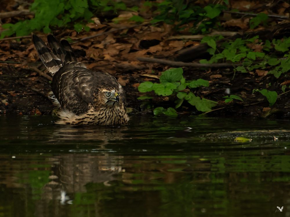 Der junge Habicht (Accipiter gentilis) ... die 3te 