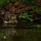 Der junge Habicht (Accipiter gentilis) ... die 3te 