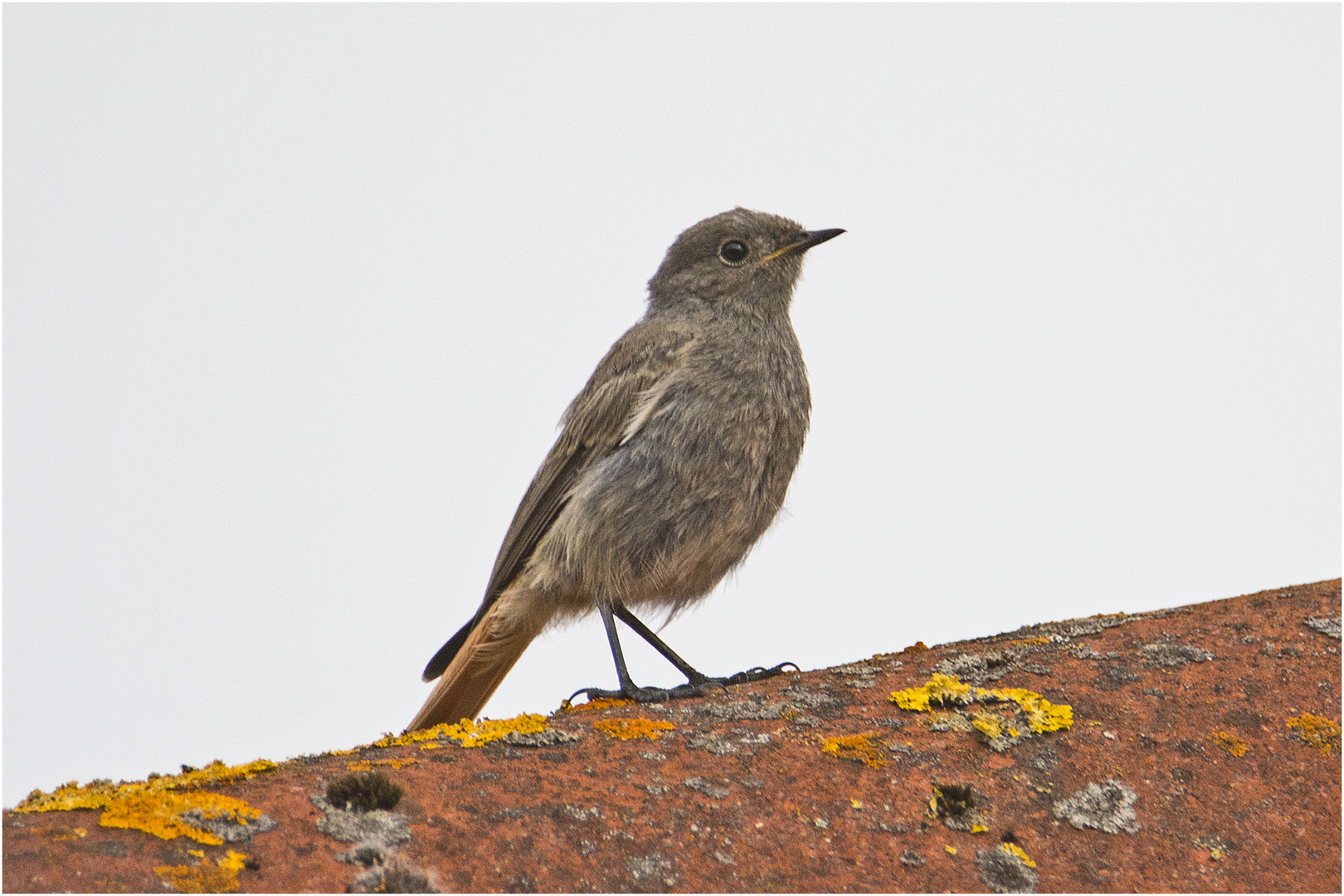 Der junge Hausrotschwanz (Phoenicurus ochruros) . . .