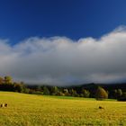 Der junge Herbst