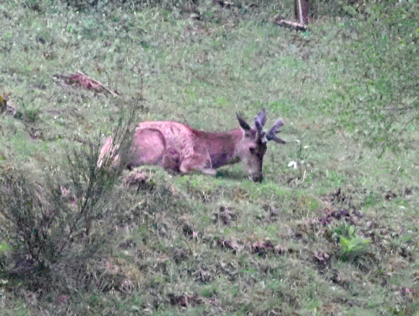 Der junge Hirsch muss liegen