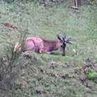 Der junge Hirsch muss liegen