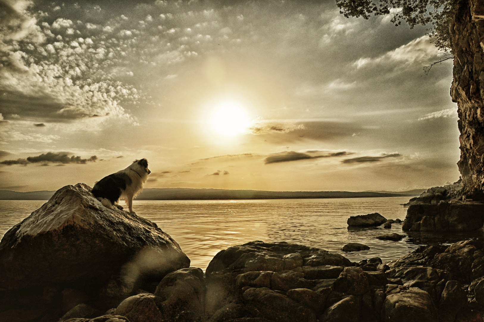 Der junge Hund und das Meer