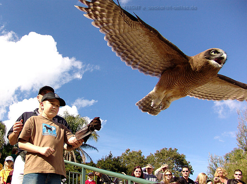 Der Junge im Hintergrund hat den Vogel gerade fliegen lassen.